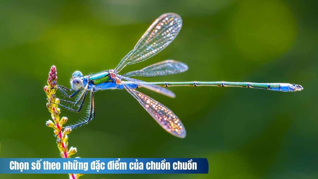 Hình ảnh chọn số theo những đặc điểm của chuồn chuồn