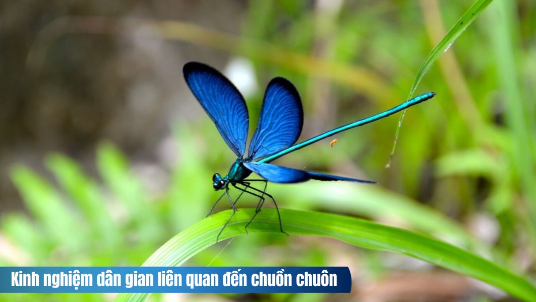 Hình ảnh những kinh nghiệm dân gian liên quan đến chuồn chuồn